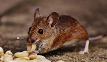 24 Hour & Emergency Exterminators in Merrill Lynch Inc, NJ